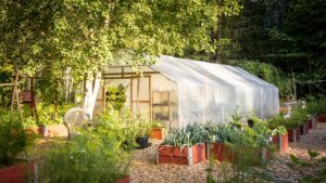 greenhouse growing