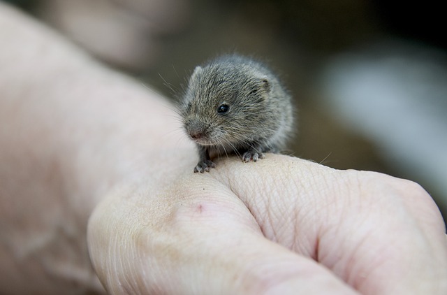 how to get rid of voles