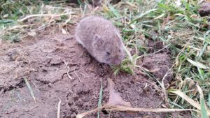 how to get rid of voles