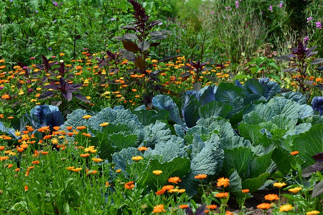 cabbage growing stages