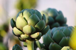 how to grow artichoke