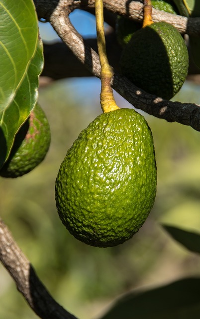 how to grow avocados