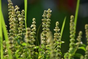 Intercropping with Herbs