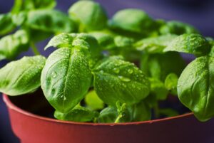 Best Herbs to Grow Together