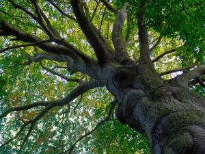 best trees to plant for shade