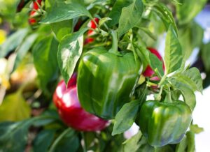 how to grow bell peppers