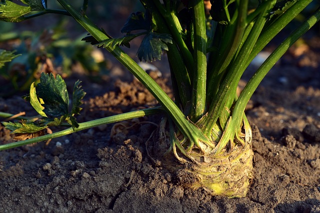 how to grow celery