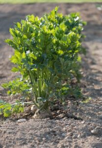 how to grow celery