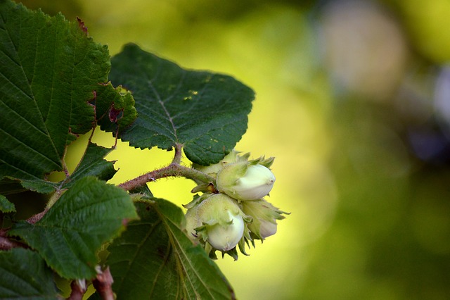 How to Grow Giant Filbert (Corylus maxima)