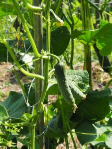 how to grow cucumbers