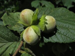 How to Grow Giant Filbert (Corylus maxima)