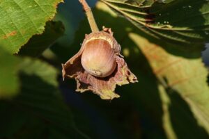 how to grow hazelnutss