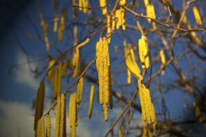 how to grow European hazelnuts