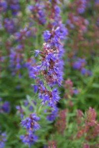 healing power of hyssop