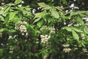 growing bladdernuts