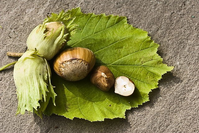 How to grow American hazelnut