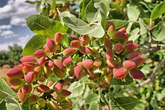 growing pistachios