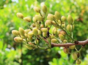 growing pistachios