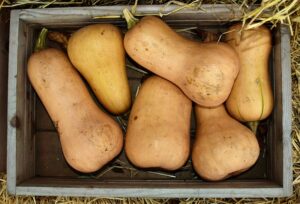 how to grow butternut squash