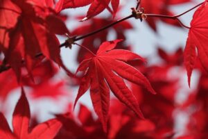 Best Trees to Plant in Northeast