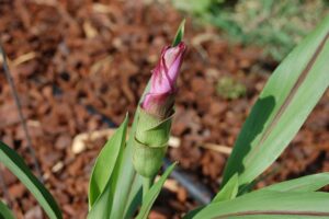 how to grow turmeric