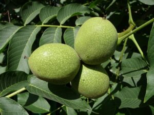 Growing white walnuts