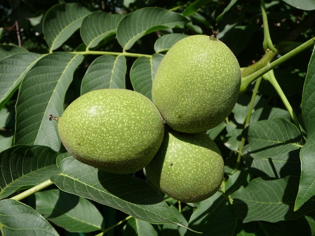 how to grow black walnuts