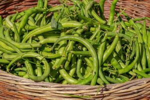 growing green beans