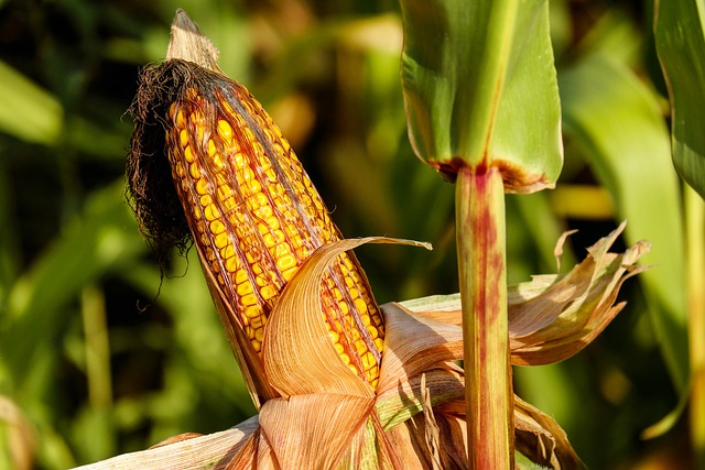 How to grow corn