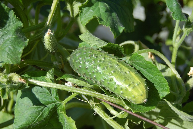 how to grow cucumbers