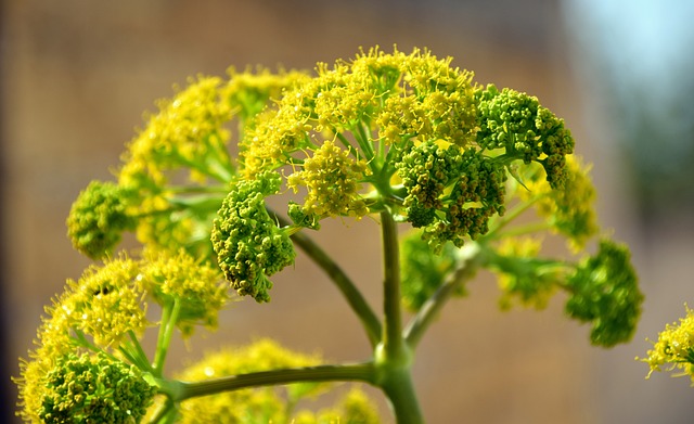 growing fennel in pots