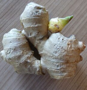 growing ginger