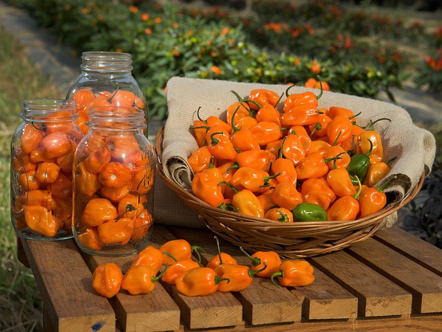 growing habaneros