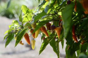 growing jalapeno peppers