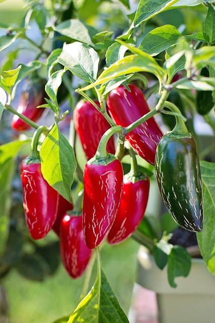 growing jalapeno peppers