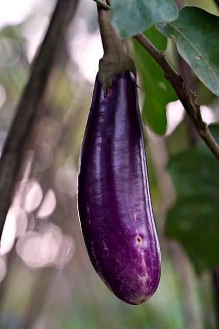 growing eggplants