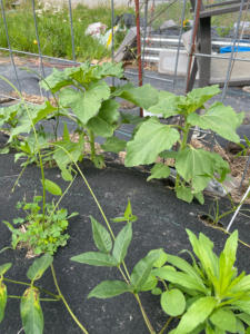 Jerusulem artichokes