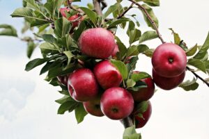 apple tree pollination