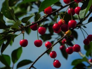 Zone 4 fruit trees