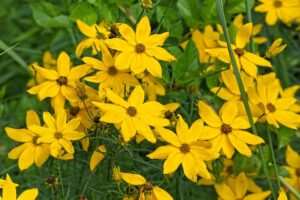 Growing Jerusalem Artichokes