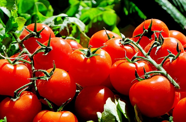 Pruning Tomato Plants