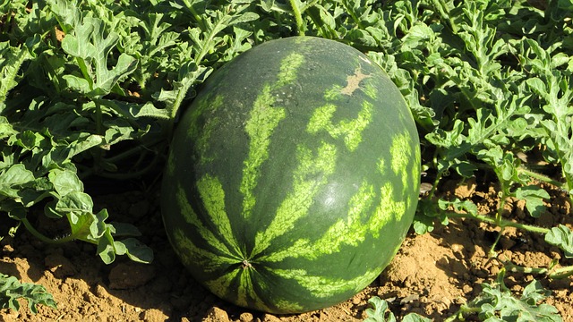 Growing watermelon