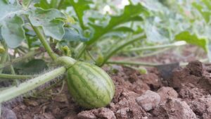 growing watermelon