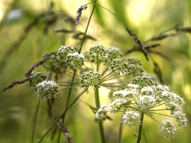 How to grow angelica