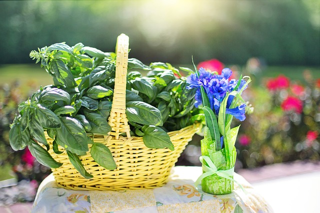 growing basil