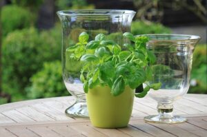 Growing basil