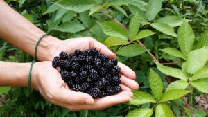 pruning blackberries