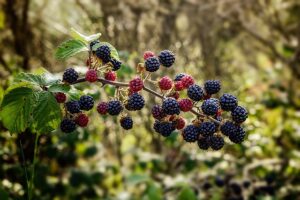 how to grow blackberries