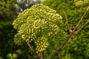 health benefits of angelica