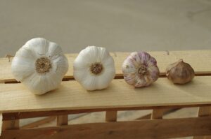 how to grow elephant garlic